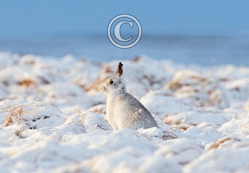Mountain Hare in the Hare Snow.